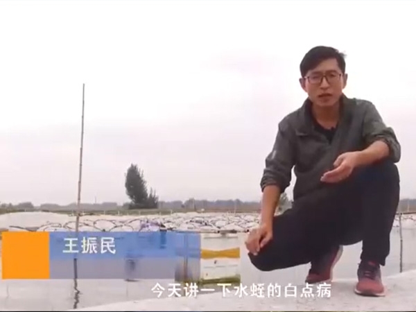 钱柜qg777白点病爆发涯纪律及防治要领