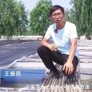 钱柜qg777小苗下水后的注重和操作
