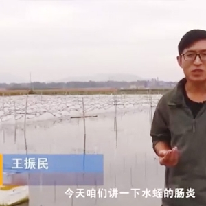 钱柜qg777胀气型肠炎爆发纪律及防治要领